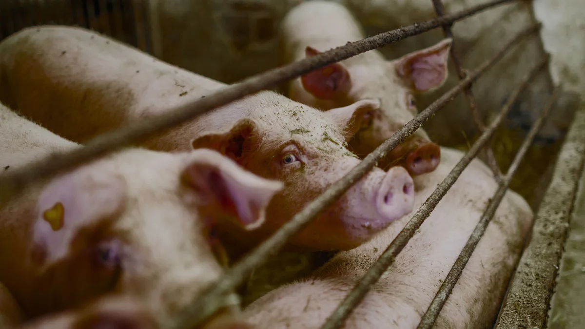 Focar de pestă porcină africană la Stâlpu: 5.720 de porci vor fi sacrificați